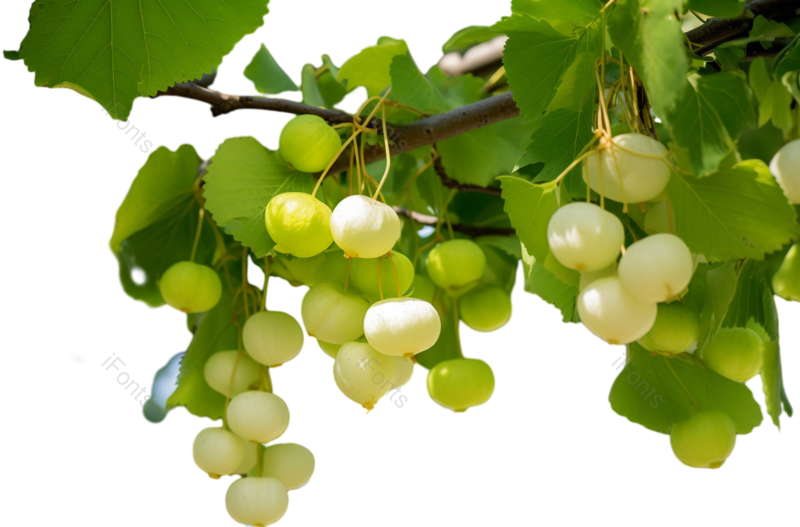 叶子图片,清新元素,健康食物PNG,水果免抠素材